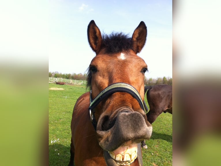 Freiberger Mare 18 years 14,2 hh Brown in Rheinbach
