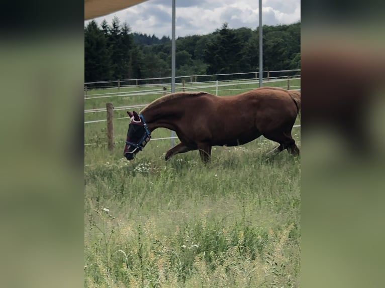 Freiberger Mare 18 years 15,2 hh Chestnut-Red in Bad Camberg