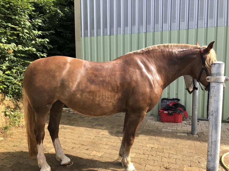 Freiberger Mare 18 years 15,2 hh Chestnut-Red in Bad Camberg