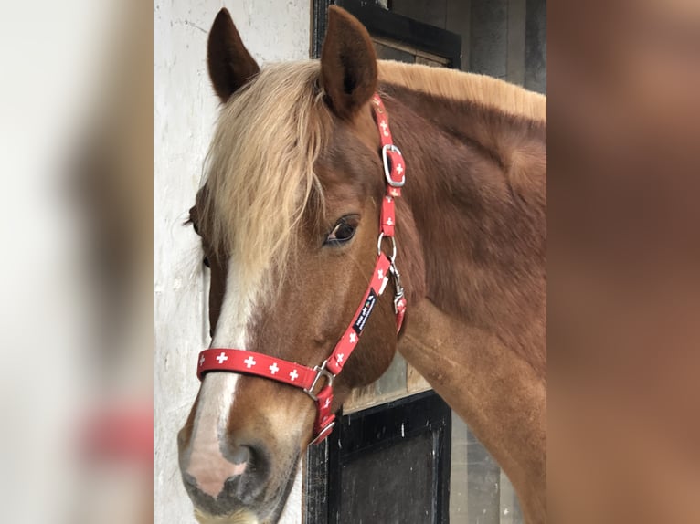Freiberger Mare 18 years 15,2 hh Chestnut-Red in Bad Camberg