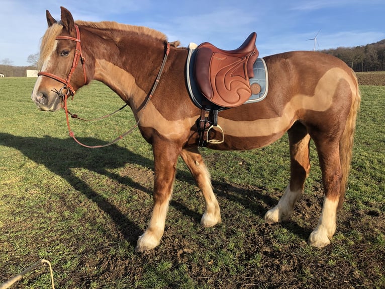 Freiberger Mare 18 years 15,2 hh Chestnut-Red in Bad Camberg