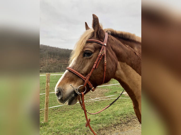 Freiberger Mare 18 years 15,2 hh Chestnut-Red in Bad Camberg