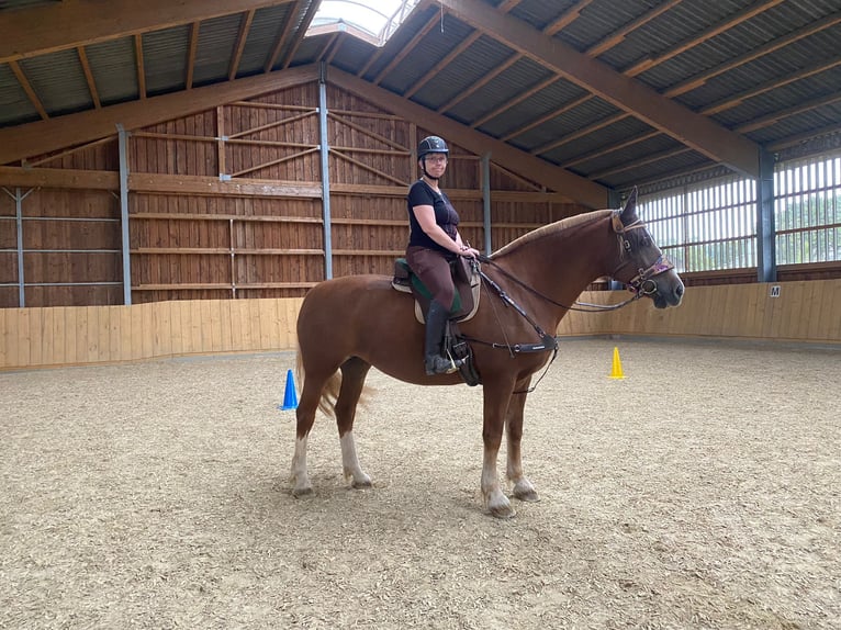 Freiberger Mare 18 years 15,2 hh Chestnut-Red in Bad Camberg