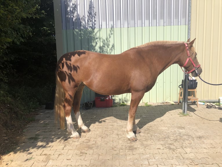 Freiberger Mare 18 years 15,2 hh Chestnut-Red in Bad Camberg