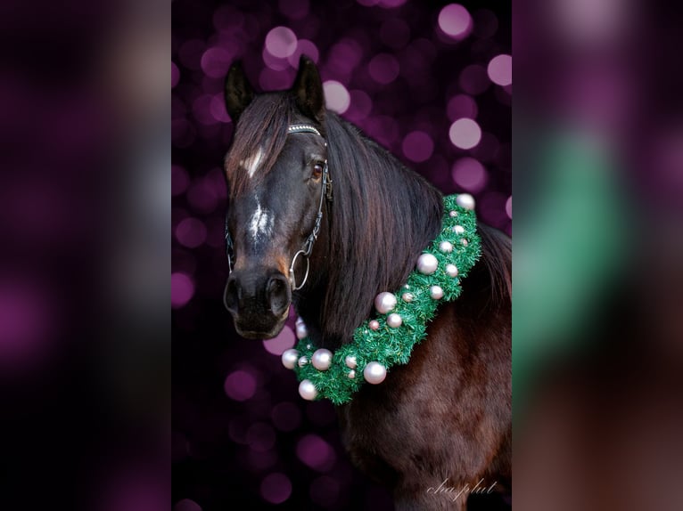 Freiberger Mix Mare 18 years 16,2 hh Brown in Niederdorf