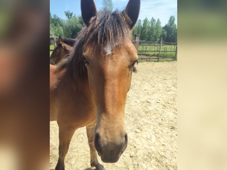 Freiberger Mix Mare 1 year 14,1 hh Brown in Tongeren