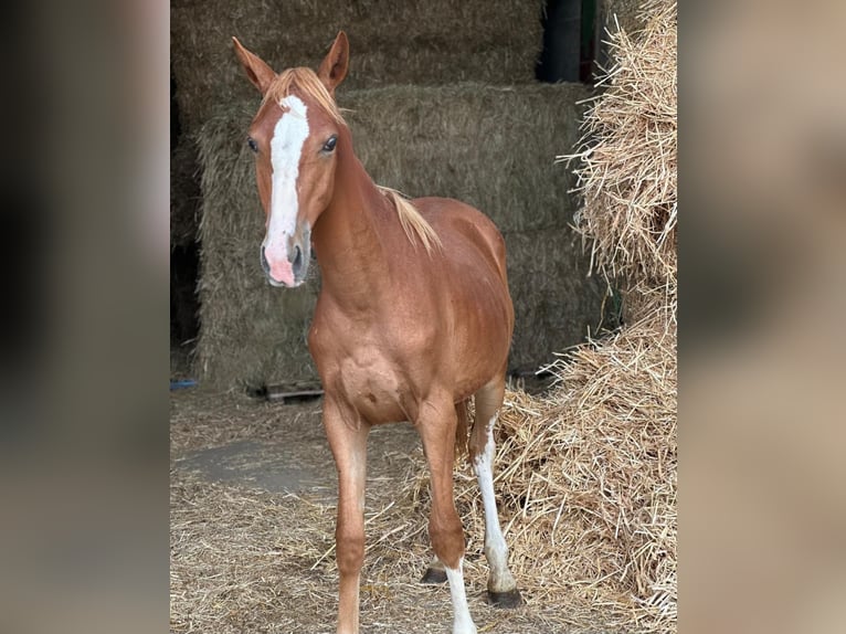 Freiberger Mix Mare 1 year 14,1 hh Chestnut-Red in Blankenheim