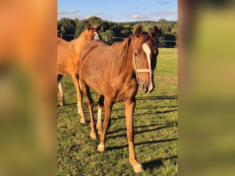 Freiberger Mix Mare 1 year 14,1 hh Chestnut-Red in Blankenheim