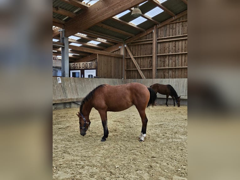 Freiberger Mare 1 year 15,1 hh Brown in Flebour