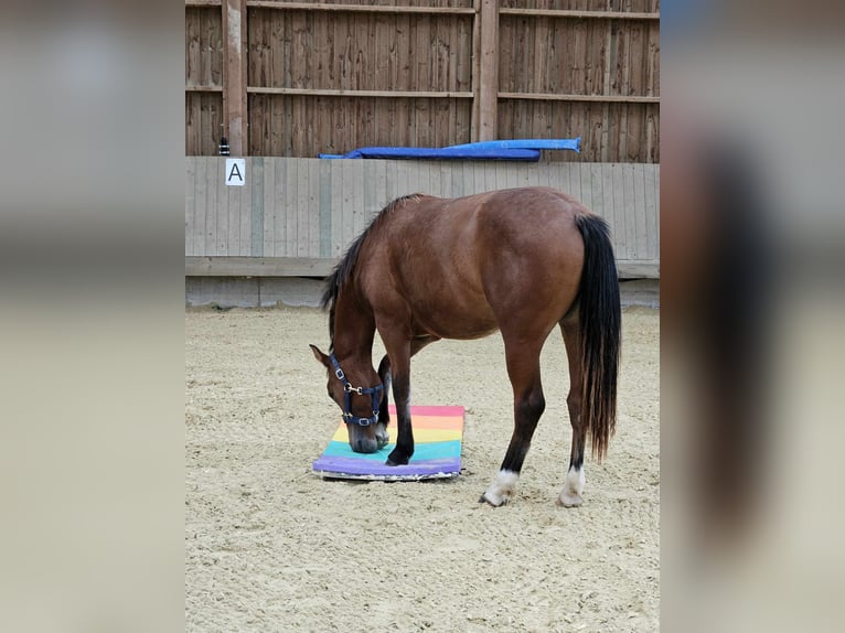 Freiberger Mare 1 year 15,1 hh Brown in Flebour