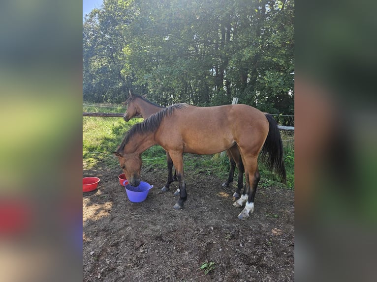 Freiberger Mare 1 year 15,1 hh Brown in Flebour