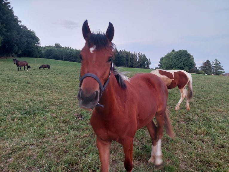 Freiberger Mare 1 year 15 hh in Innerberg