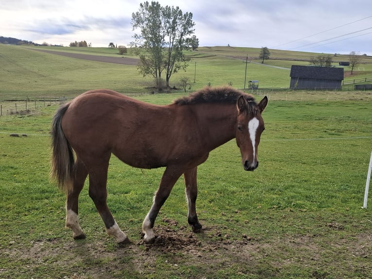 Freiberger Mare 1 year 15,1 hh Brown in Schenkenfelden