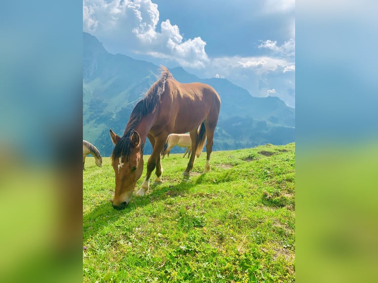 Freiberger Mare 1 year 15,2 hh Brown in Schaan
