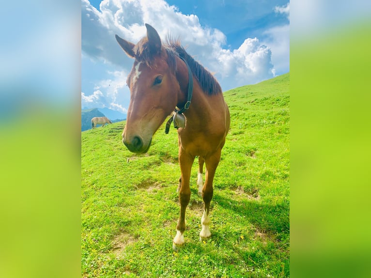 Freiberger Mare 1 year 15,2 hh Brown in Schaan
