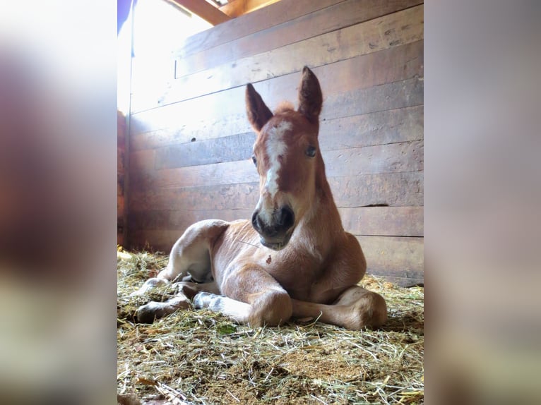 Freiberger Mix Mare 1 year Brown in Ardez