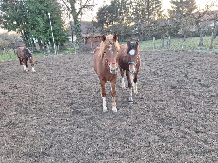 Freiberger Mare 1 year Chestnut-Red in Langenau