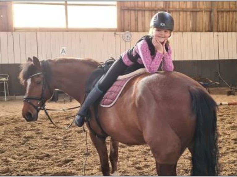 Freiberger Mare 20 years 15,1 hh Brown in K&#xF6;nigslutter am Elm