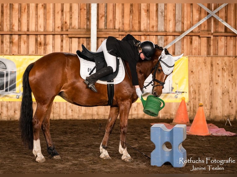 Freiberger Mare 20 years 15,1 hh Brown in K&#xF6;nigslutter am Elm