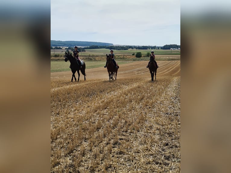 Freiberger Mare 20 years 15,1 hh Brown in K&#xF6;nigslutter am Elm