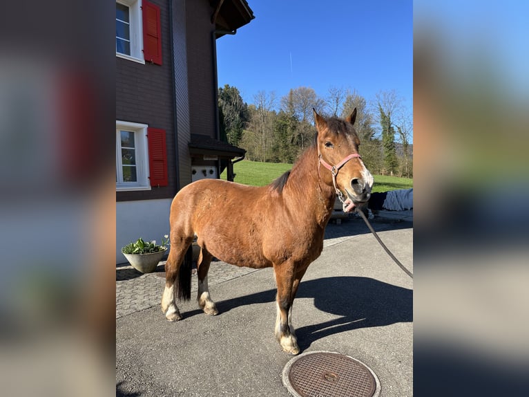 Freiberger Mare 23 years 14.3 hh Brown in Kriens