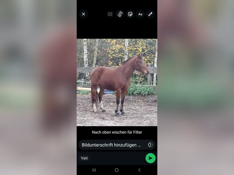 Freiberger Mare 2 years 14,1 hh Brown in Berg bei Neumarkt in der Oberpfalz