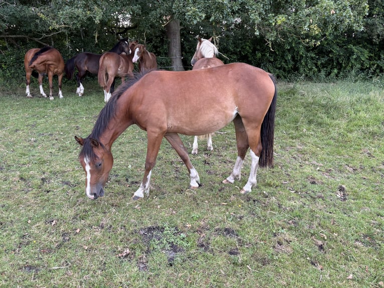 Freiberger Mare 2 years 15 hh Brown in Rhauderfehn