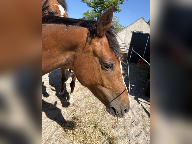Freiberger Mare 2 years 15 hh Brown in Rhauderfehn