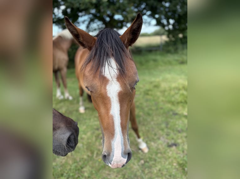 Freiberger Mare 2 years 15 hh Brown in Rhauderfehn