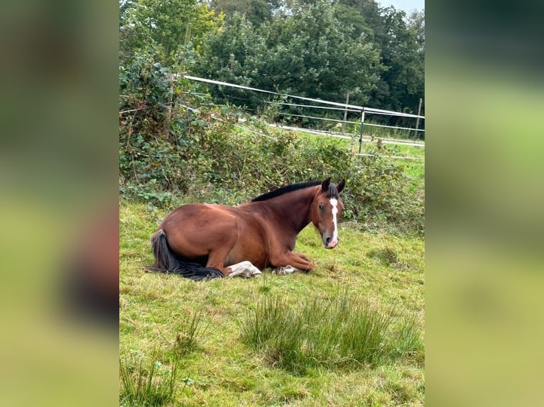 Freiberger Mare 2 years 15 hh Brown in Rhauderfehn