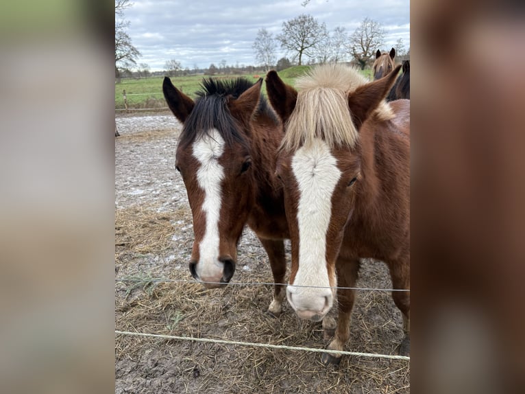 Freiberger Mare 2 years 15 hh Brown in Rhauderfehn