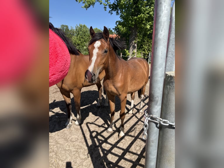 Freiberger Mare 2 years 15 hh Brown in Rhauderfehn