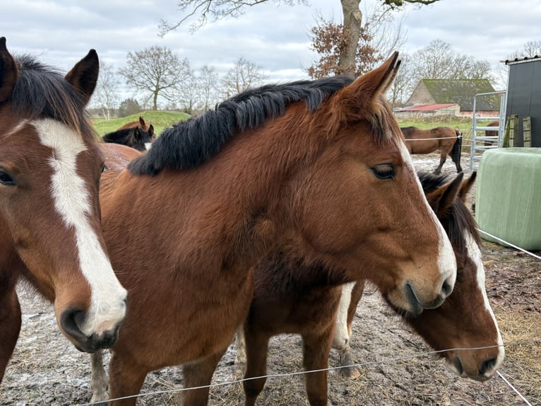 Freiberger Mare 2 years 15 hh Brown in Rhauderfehn