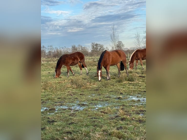 Freiberger Mare 2 years 15 hh Brown in Rhauderfehn