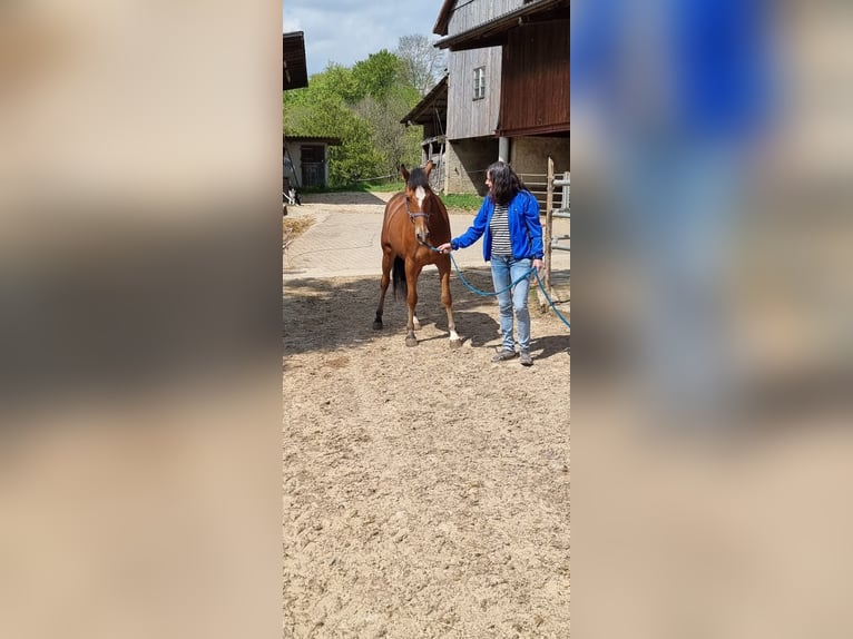 Freiberger Mare 2 years 15 hh Brown in Grossdietwil