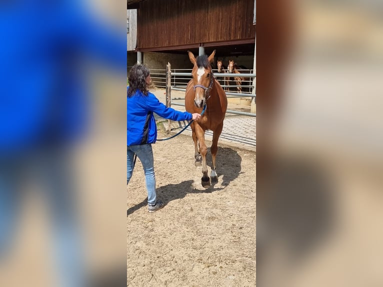 Freiberger Mare 2 years 15 hh Brown in Grossdietwil