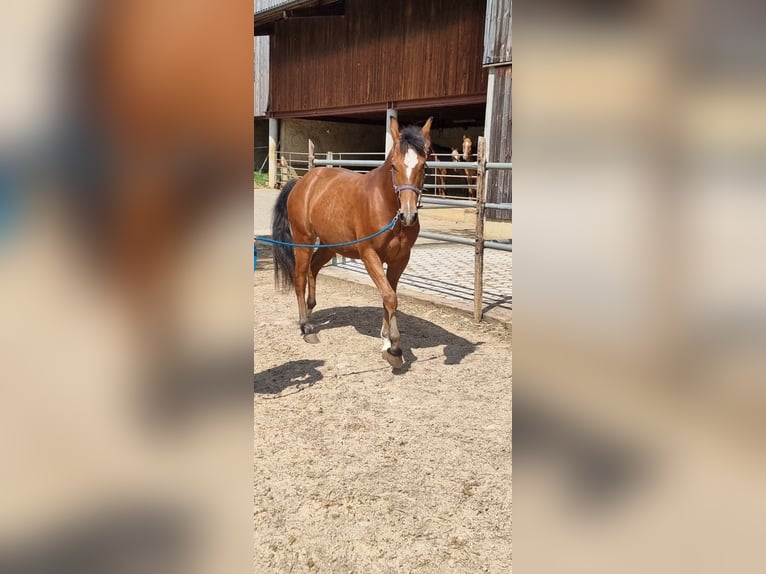 Freiberger Mare 2 years 15 hh Brown in Grossdietwil