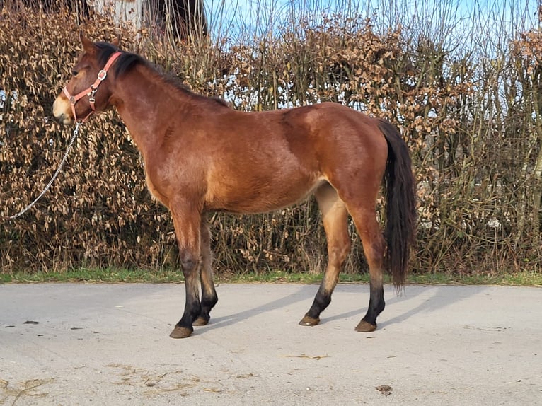 Freiberger Mare 2 years 15 hh Brown in St.Amour