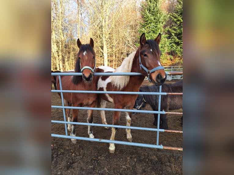 Freiberger Mare 2 years 15 hh in Innerberg