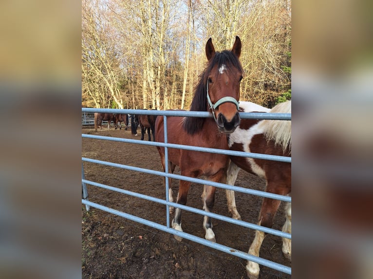 Freiberger Mare 2 years 15 hh in Innerberg