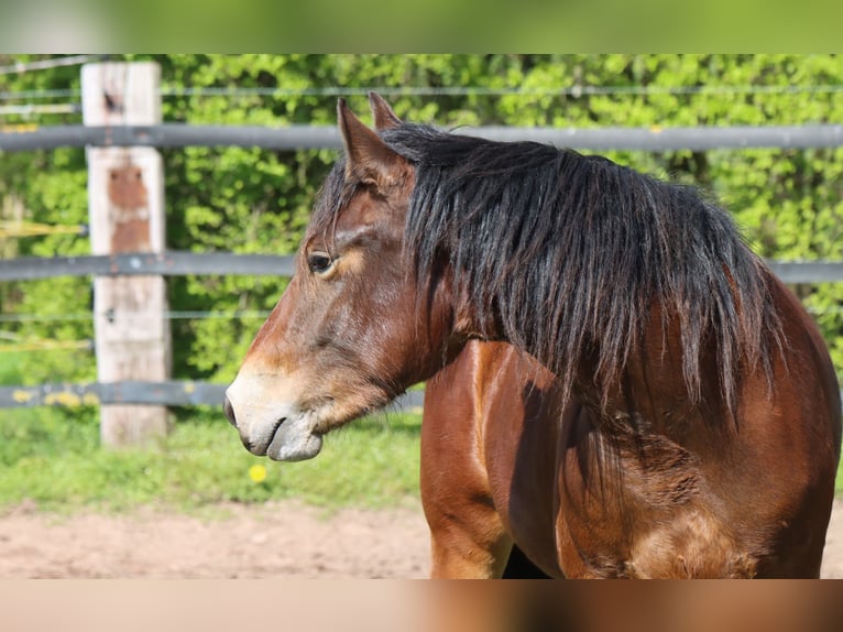 Freiberger Mare 2 years 15,1 hh Brown in Barenburg