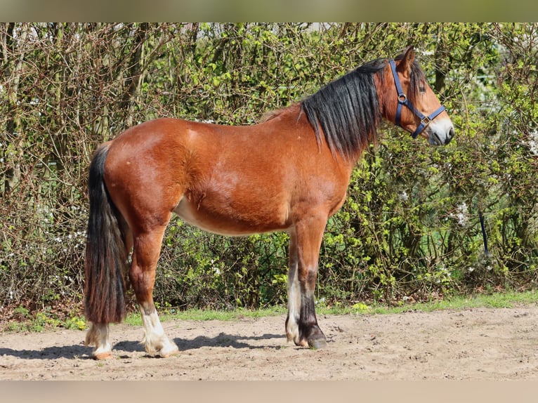 Freiberger Mare 2 years 15,1 hh Brown in Barenburg