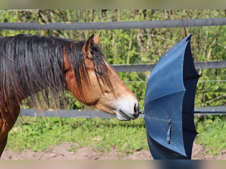 Freiberger Mare 2 years 15,1 hh Brown in Barenburg