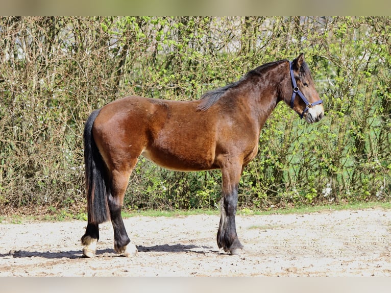 Freiberger Mare 2 years 15,1 hh Brown in Barenburg
