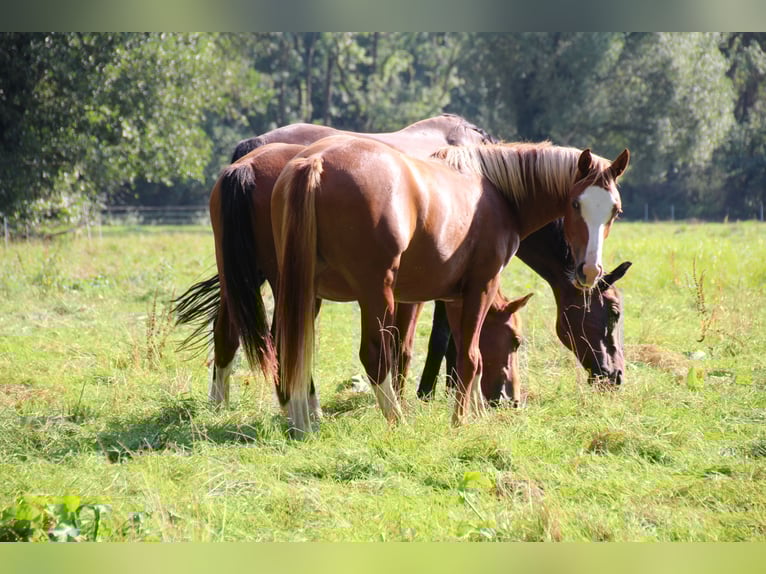 Freiberger Mare 2 years 15,2 hh Chestnut-Red in Paderborn