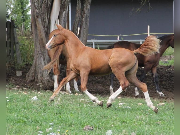 Freiberger Mare 2 years 15,2 hh Chestnut-Red in Paderborn