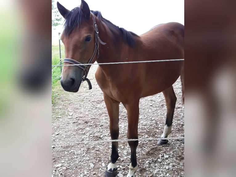 Freiberger Mare 2 years in Altdorf