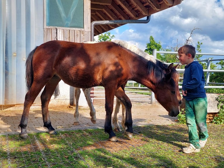 Freiberger Mare 2 years in Innerberg