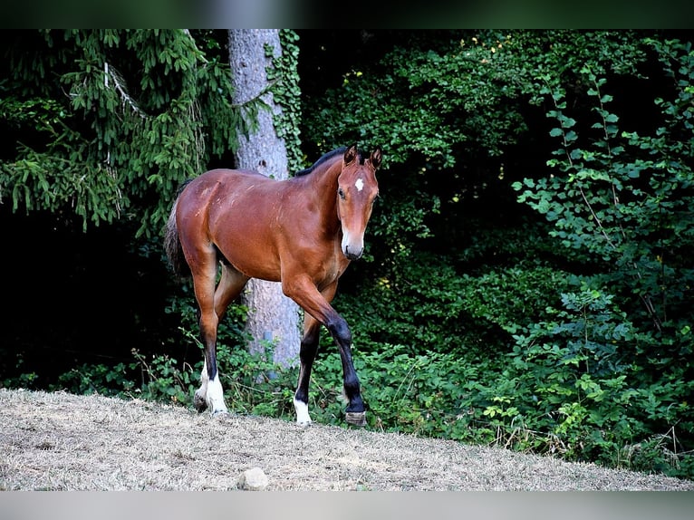 Freiberger Mare 2 years  in Seewen SO