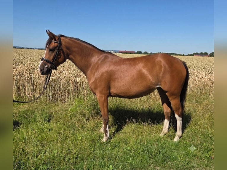 Freiberger Mare 3 years 14.2 hh Brown in Pattensen